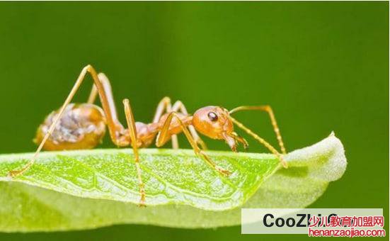 怎么能彻底消灭家里的红蚂蚁