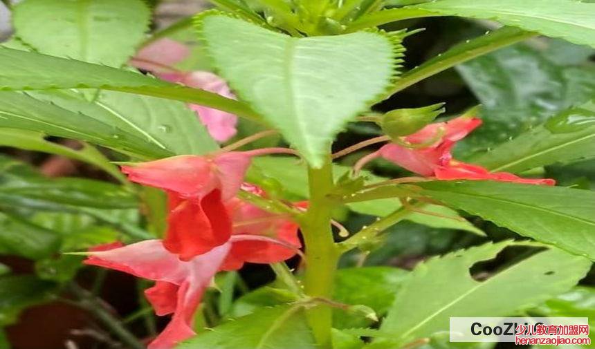 凤仙花的作用与功效