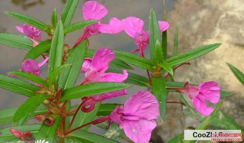 凤仙花的作用与功效