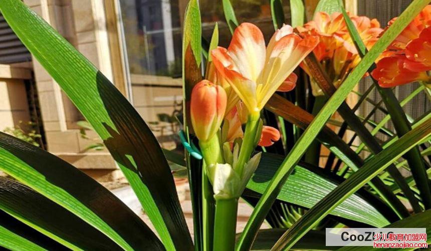 君子兰的养殖方法和注意事项