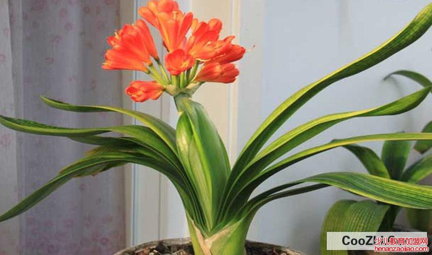 君子兰的养殖方法和注意事项