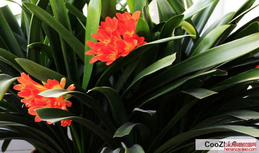 君子兰的养殖方法和注意事项