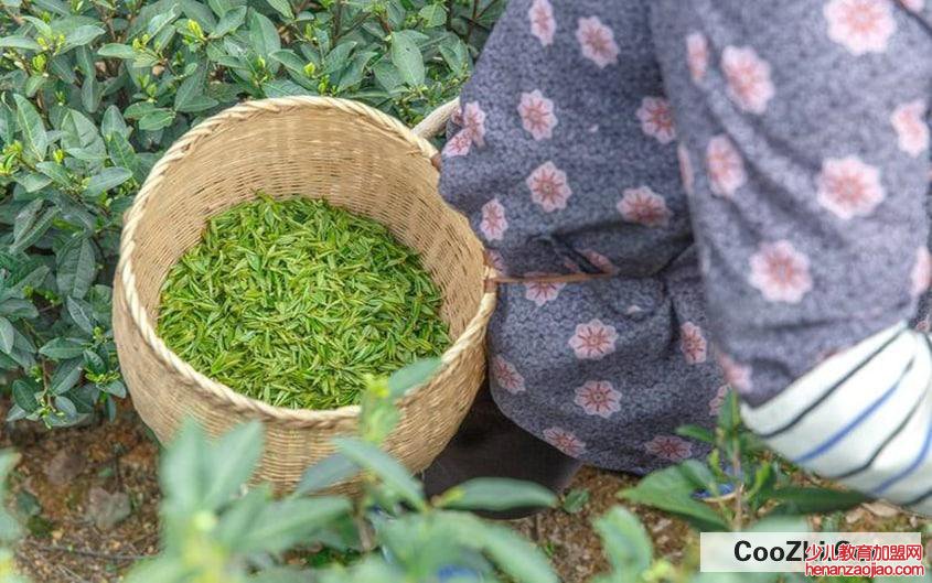 自己摘的茶叶怎么制作最好