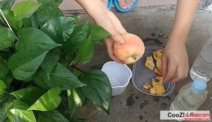 苹果皮怎么做肥料最好