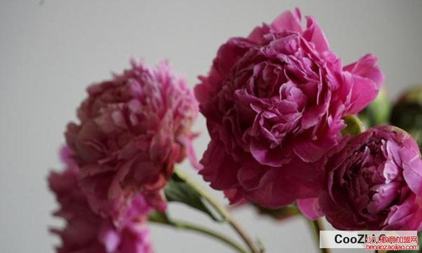 掉了的芍药花瓣可以做些什么呢