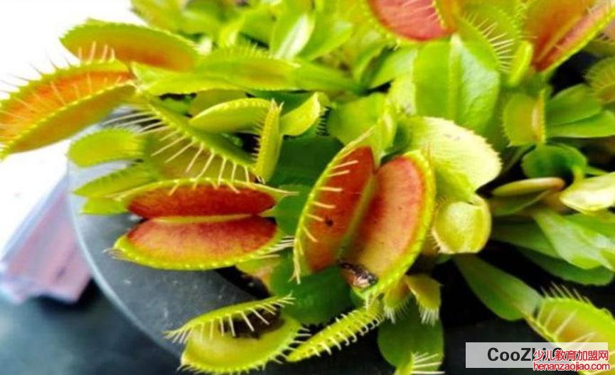 家里的花草上的小飞虫怎么消灭较合适