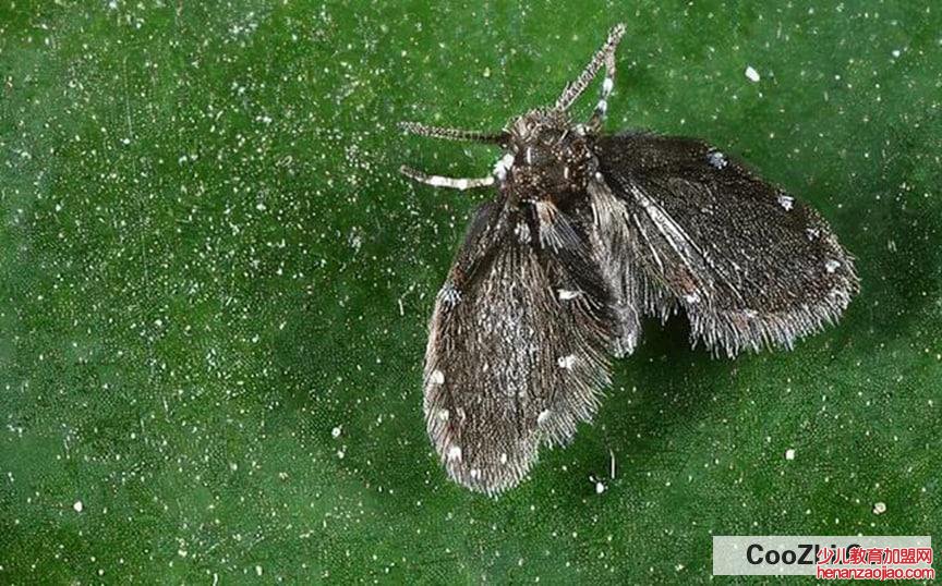 家里的花草上的小飞虫怎么消灭较合适