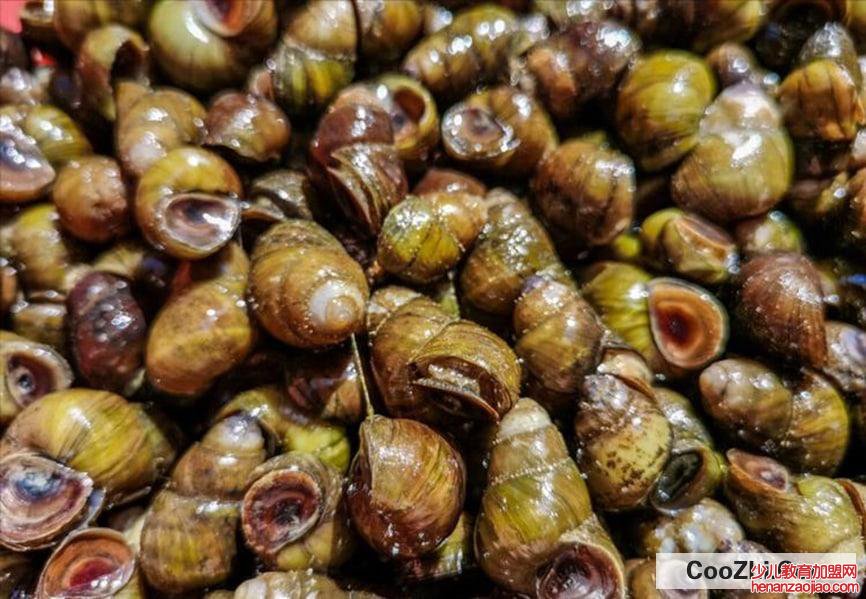 田螺清洗处理得干净的方法有哪些