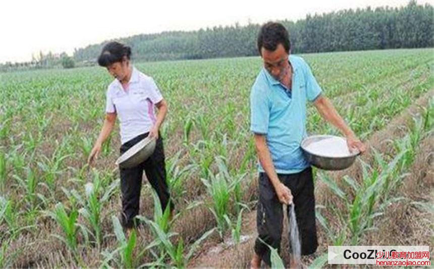 哪些施肥技巧能够让玉米高产