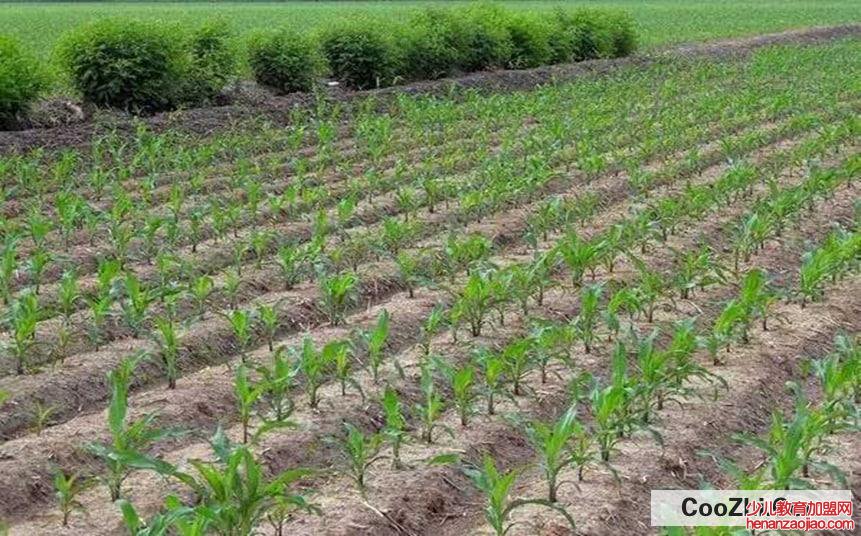 哪些施肥技巧能够让玉米高产