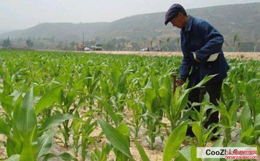 哪些施肥技巧能够让玉米高产