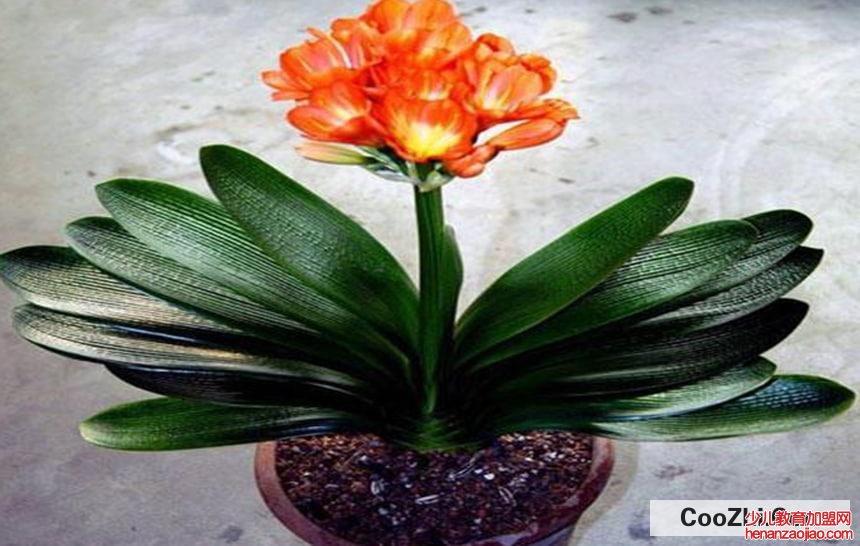 送好友花什么花最合适呢