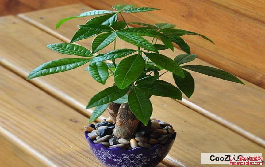 送好友花什么花最合适呢