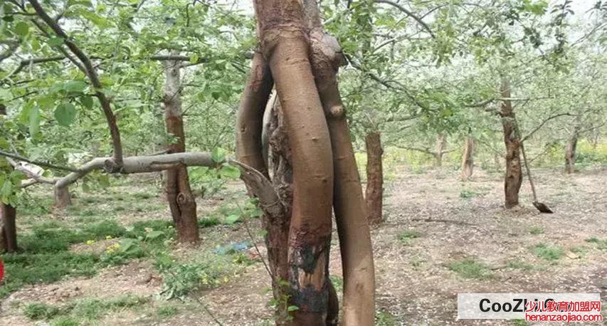 植物吸收污染物的原理是怎么样的