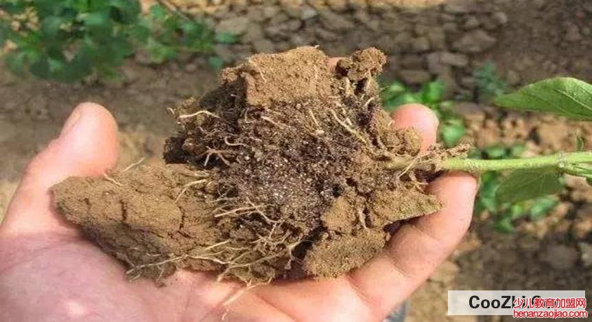 植物吸收污染物的原理是怎么样的