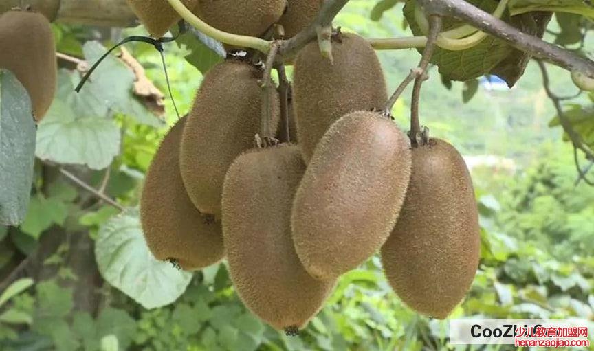 如何预防猕猴桃熟的太快