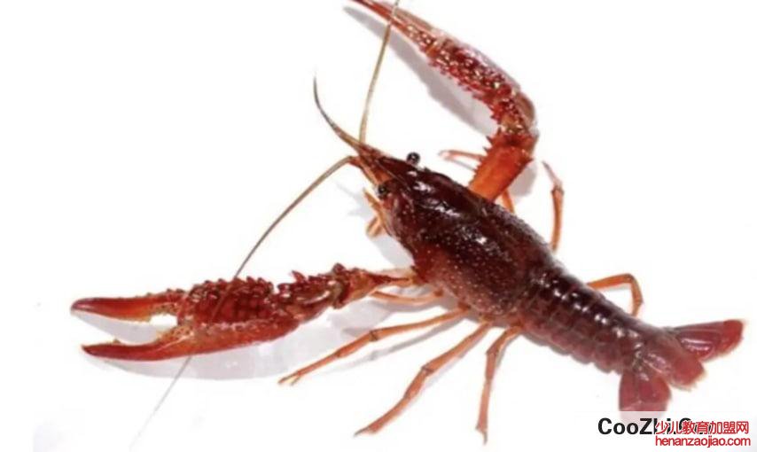 怎么知道水里面有没有龙虾呢