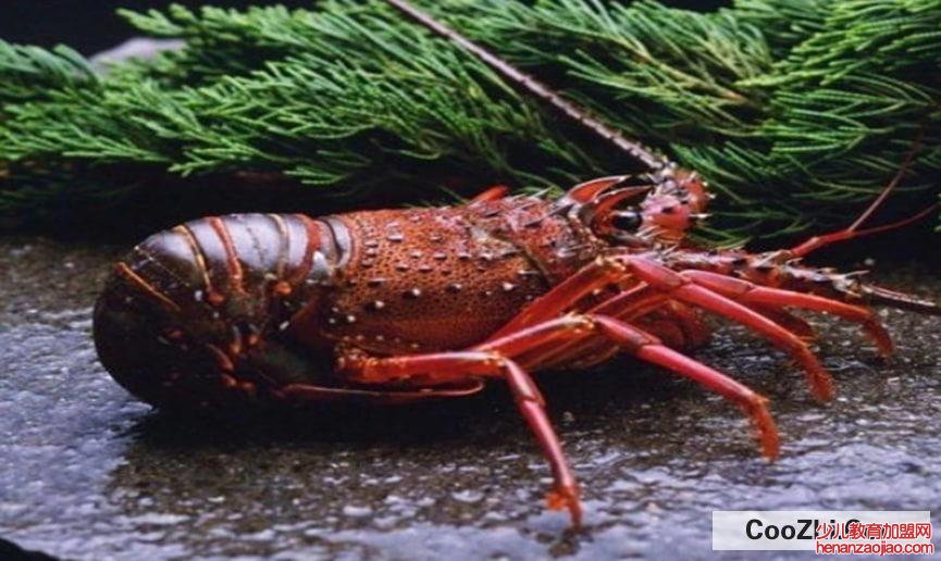 怎么知道水里面有没有龙虾呢
