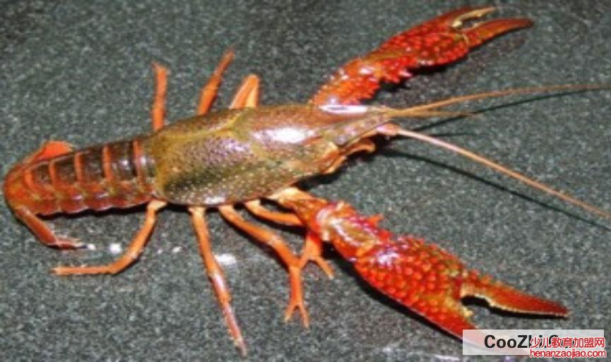 怎么知道水里面有没有龙虾呢