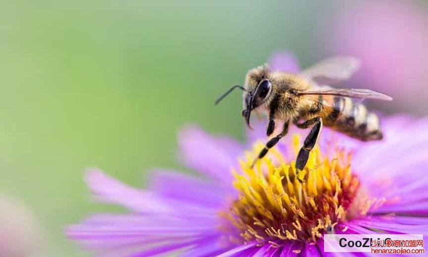 冬天蜜蜂放在哪里比较合适