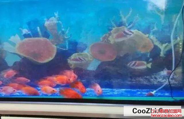 鱼缸水太肥要怎么处理合适