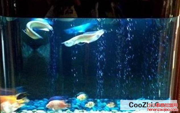 鱼缸水太肥要怎么处理合适