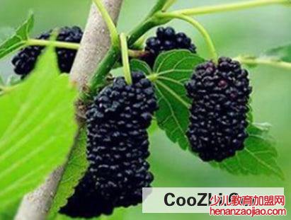 桑葚长白毛了能吃吗