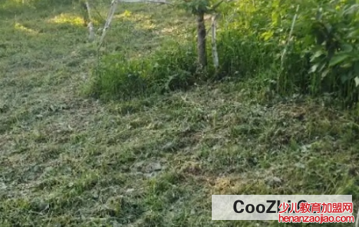怎样有效去除果园的杂草