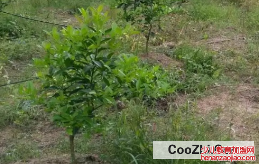 怎样有效去除果园的杂草