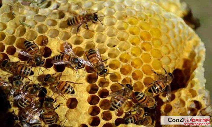 冬天蜜蜂放在哪里比较合适