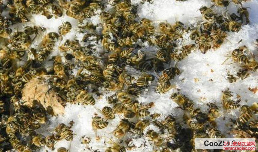 冬天蜜蜂放在哪里比较合适