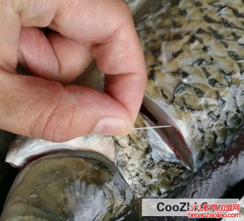 鱼的土腥味该怎么去除