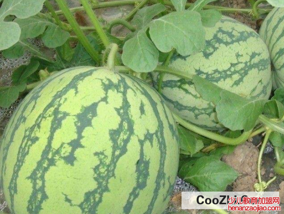 西瓜该怎样挑选