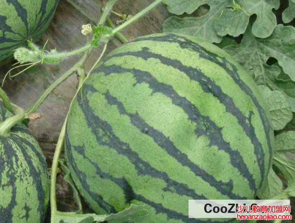 西瓜该怎样挑选