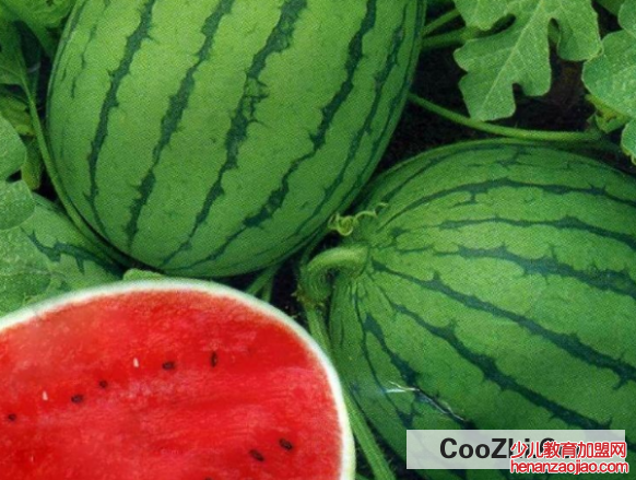 西瓜该怎样挑选