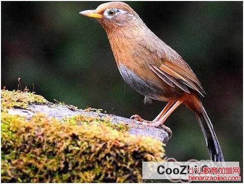 捕捉画眉鸟犯法吗