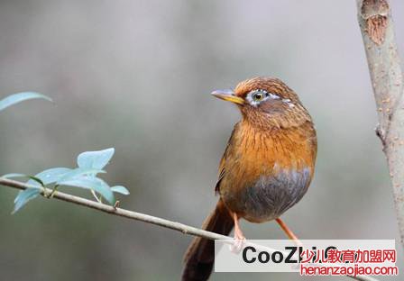 捕捉画眉鸟犯法吗