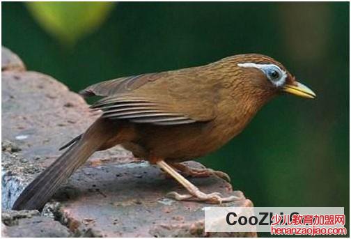 捕捉画眉鸟犯法吗