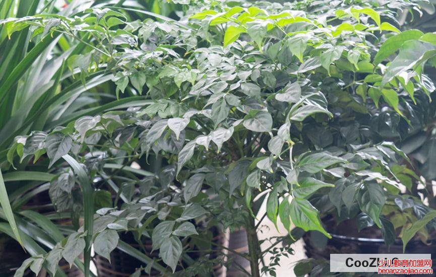 幸福树叶子掉光了能补救吗