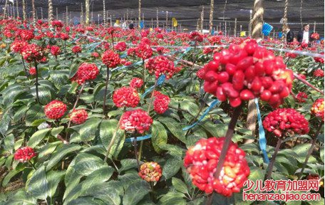 三七的果实有哪些吃法