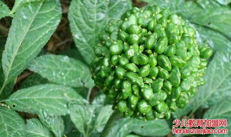 三七的果实有哪些吃法