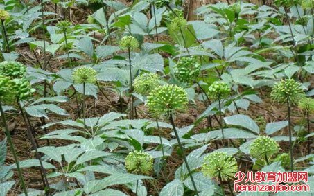 三七的果实有哪些吃法