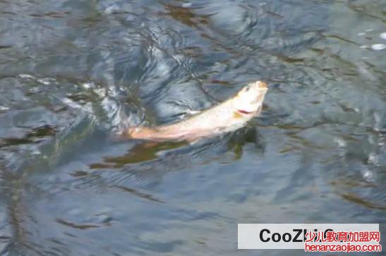 为何深海鱼不浮到水面