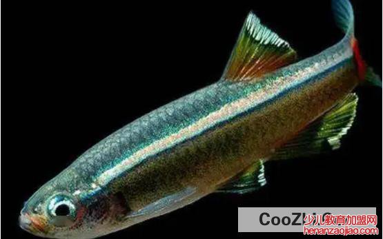 为何深海鱼不浮到水面