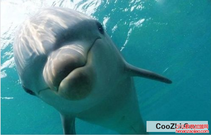 海豚会主动攻击人类吗