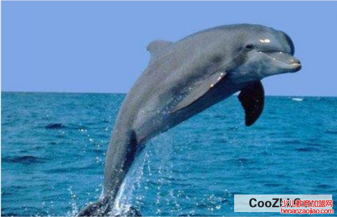 海豚会主动攻击人类吗