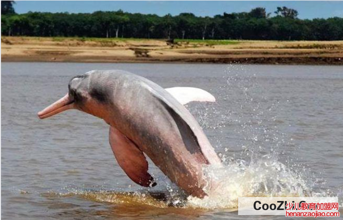 海豚会主动攻击人类吗