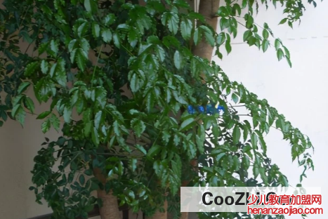 幸福树摆放位置有哪些讲究