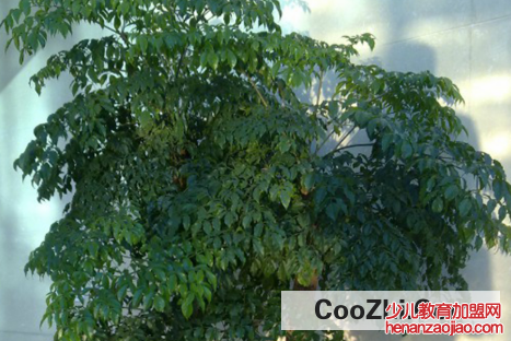 幸福树摆放位置有哪些讲究