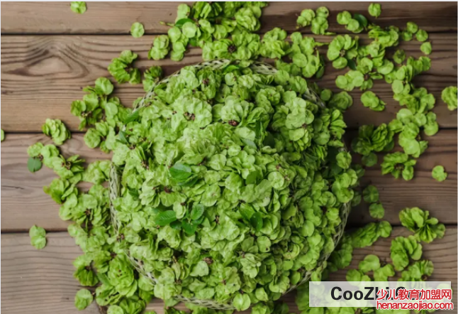 如何储藏新鲜榆钱